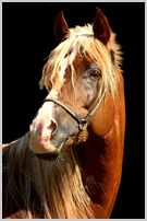 Aladin08_0045a