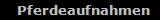 Pferdeaufnahmen