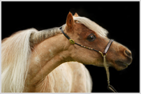 minihorse