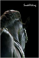 pferdeportrait82