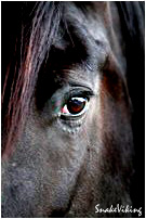 pferdeportrait83